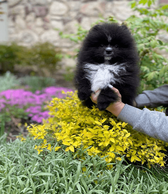black-pomeranian-min