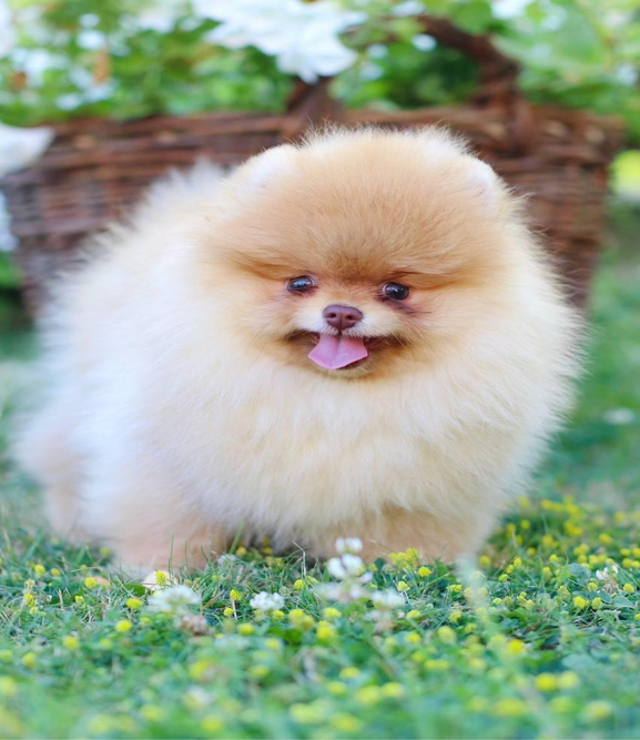 orange-pomeranian